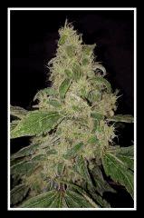 White Widow - Flo +59