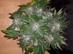 Nepal Kush 1 - Flo +50