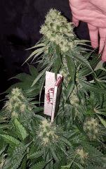 CBD Shark - Flo+45