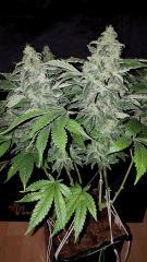 White Widow - Flo +50