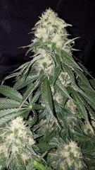 CBD Shark - Flo+45
