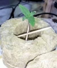 Skunk XL CRO+6