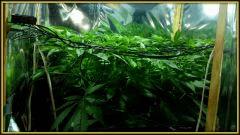 Scrog FLO+4
