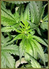 13somango (11)