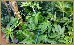Casse branche Lemon Haze (RQS) Scrog