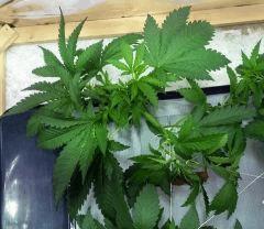 skunk