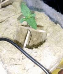 Lemon Haze CRO+6