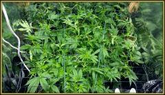 Scrog FLO+3