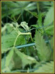 Casse branche Lemon Haze (RQS) Scrog