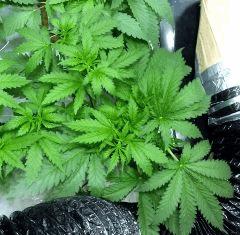 skunk