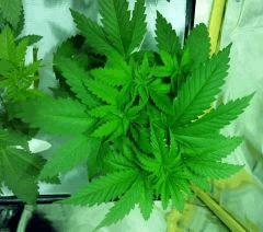 Skunk
