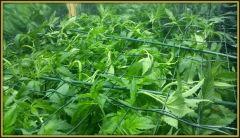 Scrog FLO+5