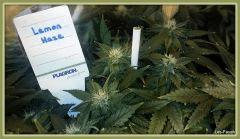 Lemon Haze flo+31