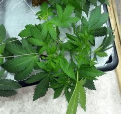 somango