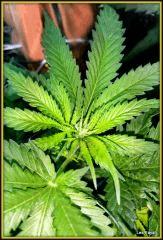 13lemon (6)