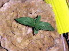 Lemon Haze