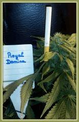 R.Domina flo+31