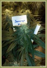 Somango XL flo+31
