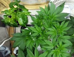Somango