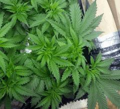 Skunk