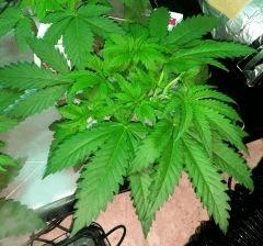 SKUNK