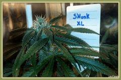 Skunk XL flo+31