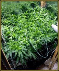 FLO + 10