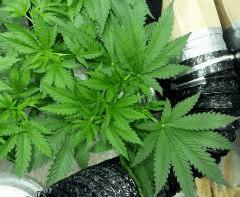 Skunk