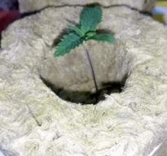 Somango XL CRO+6