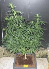 Jack Herer
