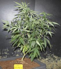 Jack Herrer
