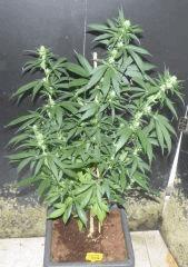 SweetCheese