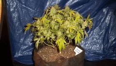 [SOUR DIESEL] F+80 (CUT)