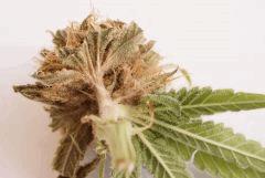 Sk1 botrytis