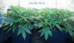 Sk1C35F1