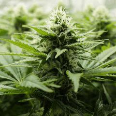 Skunk#1