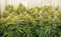 Sk1F43