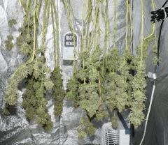 Sk1F61Cut