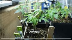 PM Tangie