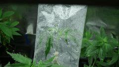 mise sous pochon UK  pour garder l'humidité A (ep2)