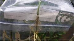 Test greffe Tangie sous pochon