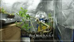 PM S.A.G.E + greffe # UK cheese # Y Gregia