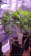 PM S.A.G.E (th seeds)