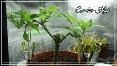 PM Exodus Kush