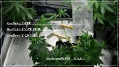 Le PM porte greffe S.A.G.E & Les 3 greffons A (ep3)