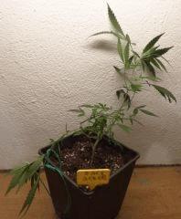 Jack Herer