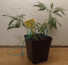 Jack Herer 1