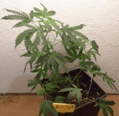 AK 47 B