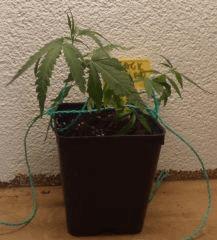 Jack Herer Ok