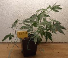 AK 47 2